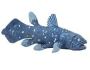 Something really fishy: A brief look at the coelacanth, the ‘living fossil’